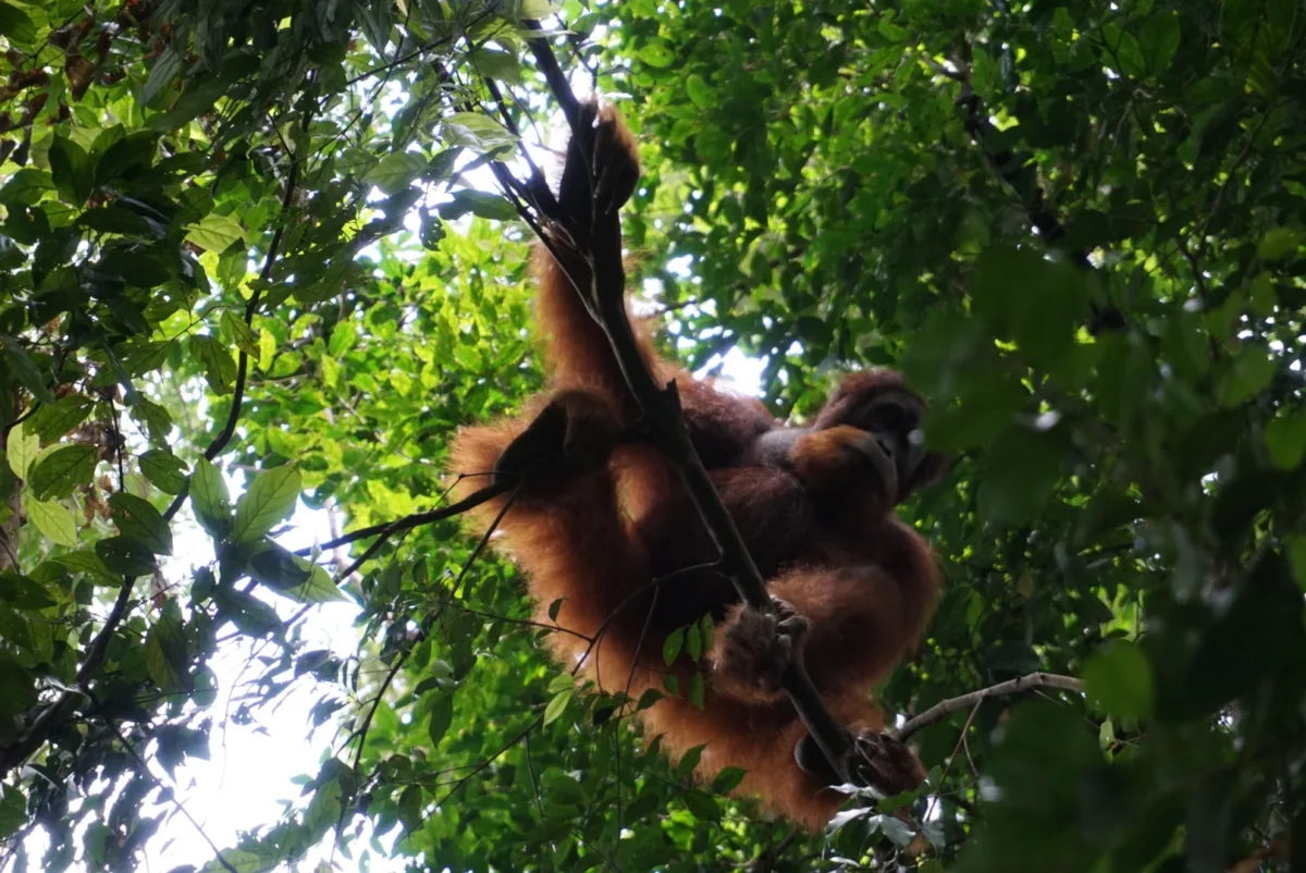 Orangutan sumatera