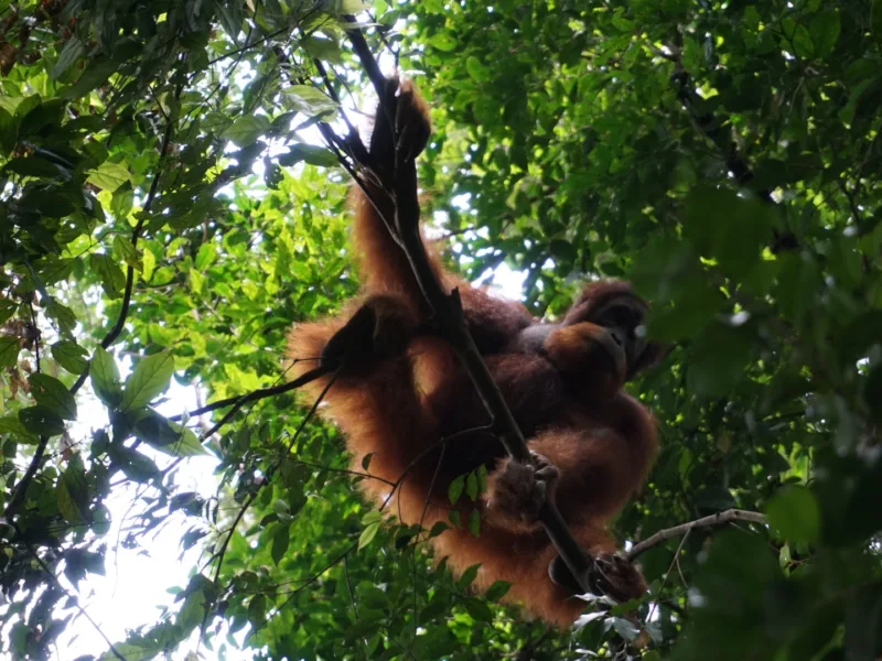 Orangutan sumatera
