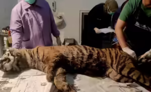 Harimau Sumatera di Agam ditemukan mati dalam kondisi leher terjerat