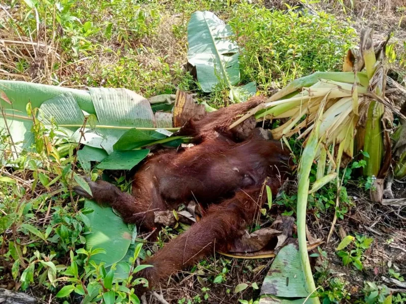 Orang utan mati di kebun warga