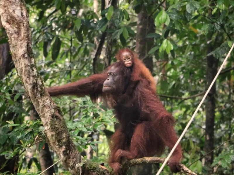 Selamatkan Orangutan Tapanuli dari kepunahan. Walhi Sumatera Utara menggalang dukungan untuk melindungi spesies langka di Batang Toru.