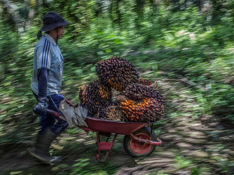 Petani kecil di Kalimantan Barat. (Foto: Afriadi Hikmal/Greenpeace)