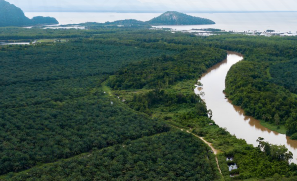 Perkebunan sawit menyimpan sisi gelap, yaitu pelanggaran lingkungan dan HAM. (WALHI)