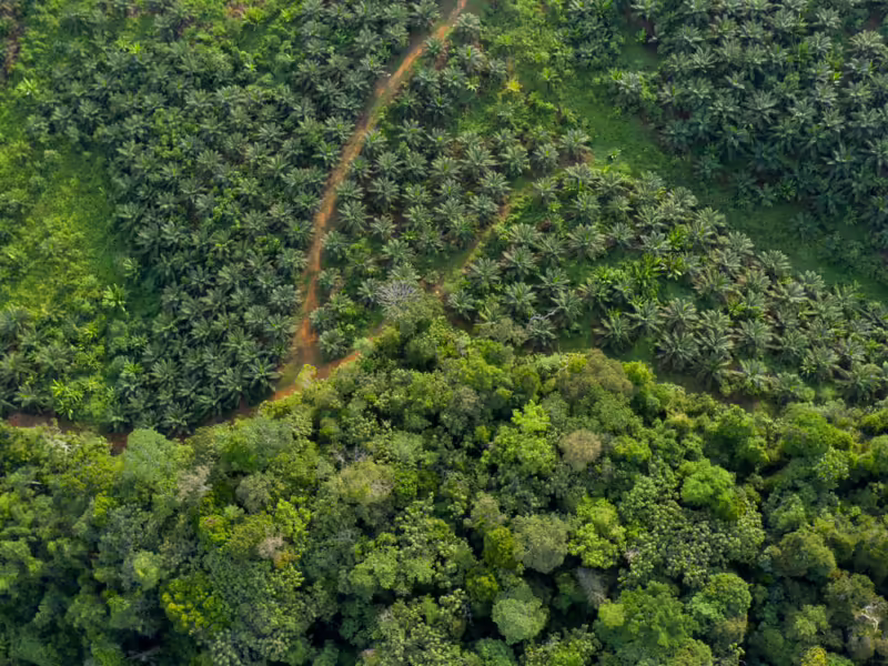 Hutan Kalimantan Barat. (WWF INDONESIA)