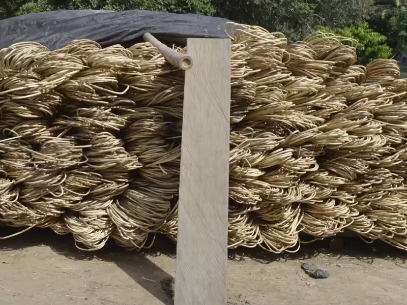 Rotan tumbuh memerlukan pohon sebagai pendukung. Rotan berkelanjutan memberi insentif kepada masyarakat untuk melestarikan dan merestorasi hutan.