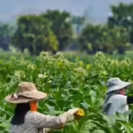 Petani tuntut Kementan lindungi tembakau dan cengkeh di tengah regulasi diskriminatif
