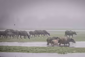 Merusak alam menghilangkan peradaban Sumatera Selatan