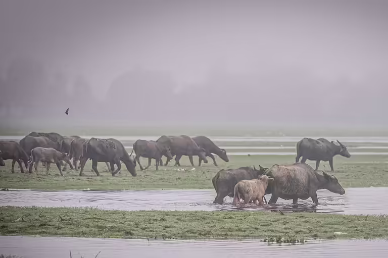 Kerbau di desa Bangsal, Sumatera Selatan.(Foto: Abriansyah Liberto/Greenpeace Indonesia)