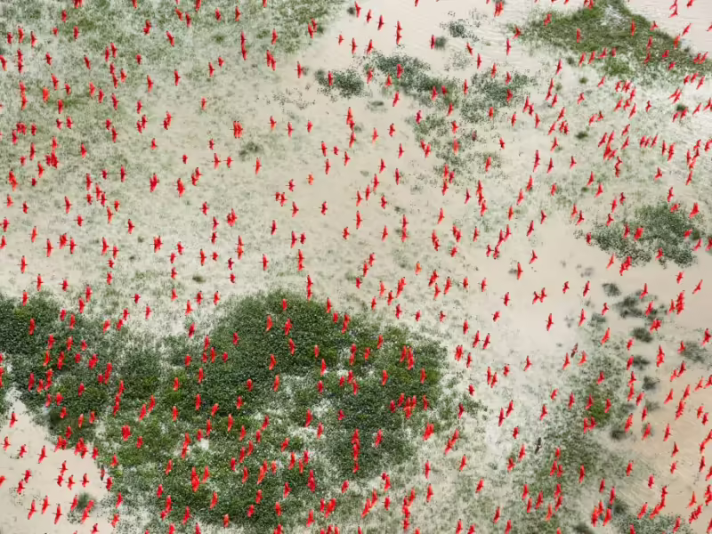 Burung ibis merah memenuhi langit di atas dataran rendah yang banjir, kira-kira 20 mil barat daya Bom Amigo di sepanjang pantai Brasil © Daniel Beltrá / Greenpeace
