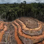 Krisis iklim memperparah risiko kebakaran hutan dan lahan (karhutla) di Indonesia