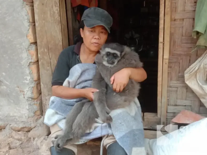 Tini Kasmawati pengasuh Owa Jawa di Sukabumi