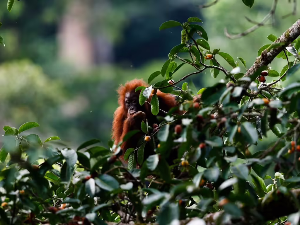 orangutan kalimantan