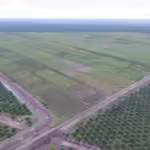 Pemerintah didesak mengurungkan dan menghentikan proyek ambisius mempercepat laju deforestasi dengan dalih pangan dan energi.