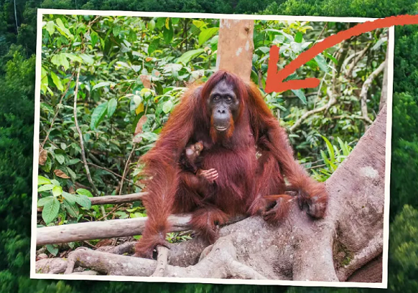 Orangutan Tapanuli. (Foto: Walhi)