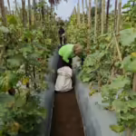 Panen perdana melon sky hasil program pemberdayaan masyarakat Unpad