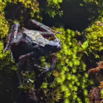 Kodok darah alias bleeding toad (Leptophryne cruentata) tampak di dalam akuarium penangkaran milik Taman Safari Indonesia, Bogor, Rabu, 16 April 2025. Kodok darah merupakan satu-satunya dari sedikitnya 400-an amfibi yang dilindungi di Indonesia dan status keterancamannya menurut International Union for Conservation of Nature (IUCN) masuk pada tahap kritis atau dua tahap jelang punah.
