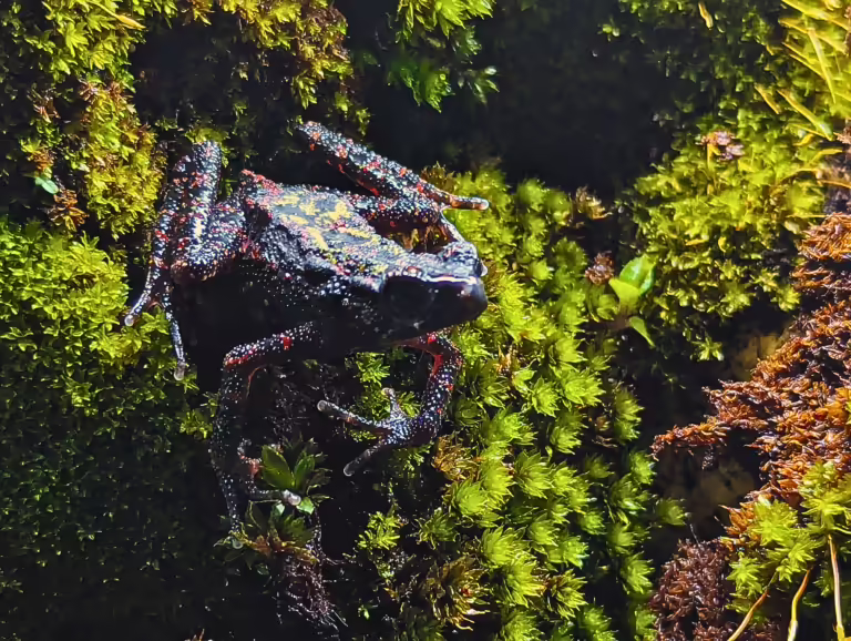 Kodok darah alias bleeding toad (Leptophryne cruentata) tampak di dalam akuarium penangkaran milik Taman Safari Indonesia, Bogor, Rabu, 16 April 2025. Kodok darah merupakan satu-satunya dari sedikitnya 400-an amfibi yang dilindungi di Indonesia dan status keterancamannya menurut International Union for Conservation of Nature (IUCN) masuk pada tahap kritis atau dua tahap jelang punah.