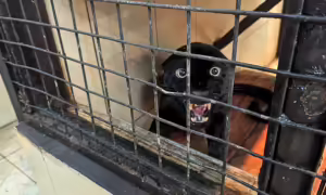 Menanti keberhasilan rehabilitasi macan tutul