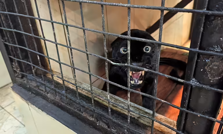 Macan tutul jawa (Panthera pardus melas) bernama Mancak bereaksi saat didekati di kandang penangkaran milik Taman Safari Indonesia, Bogor, Rabu, 16 April 2025. Macan tutul yang berhasil diselamatkan dari konflik dengan manusia di Kecamatan Mancak, Banten pada akhir Maret 2025 ini merupakan predator utama yang tersisa di Pulau Jawa dan statusnya dalam daftar merah International Union for Conservation of Nature pada kategori terancam punah.