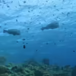 Mooring Buoy, upaya nyata jaga laut Banda