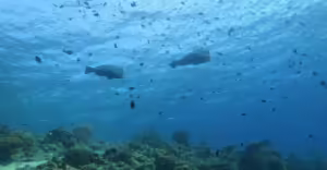 Mooring Buoy, upaya nyata jaga laut Banda