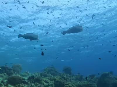 Pemandangan bawah laut di Pulau Rhun, Banda. (© M.Y. Sangadji/EcoNusa)