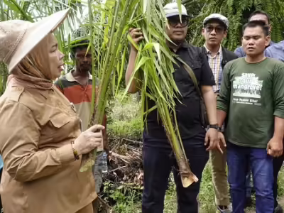 Pencabutan 2.000 batang sawit ilegal di wilayah perhutanan sosial Desa Kwala Serapuh, Kabupaten Langkat, Sumatera Utara. (WALHI)