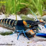 Tujuh spesies baru lobster air tawar di Papua Barat ditemukan tim peneliti UGM