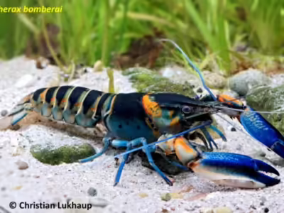 Lobster spesies yang baru ditemukan tim peneliti UGM. (Foto: Dok.Christian Lukhaup)