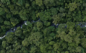 Pisau bermata dua penertiban kawasan hutan