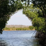 Hutan mangrove. (faperta.umsu.ac.id)