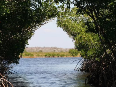Hutan mangrove. (faperta.umsu.ac.id)