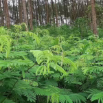 Daun kaliandra. (Perhutani)