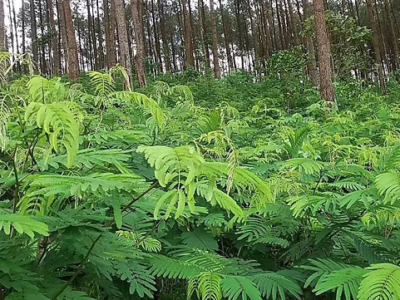 Daun kaliandra. (Perhutani)