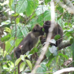 Dua ekor Siteut (Macaca pagensis) primata endemi Mentawai di hutan Pulau Sipora Kepulauan Mentawai (foto Mateus Sakaliau).