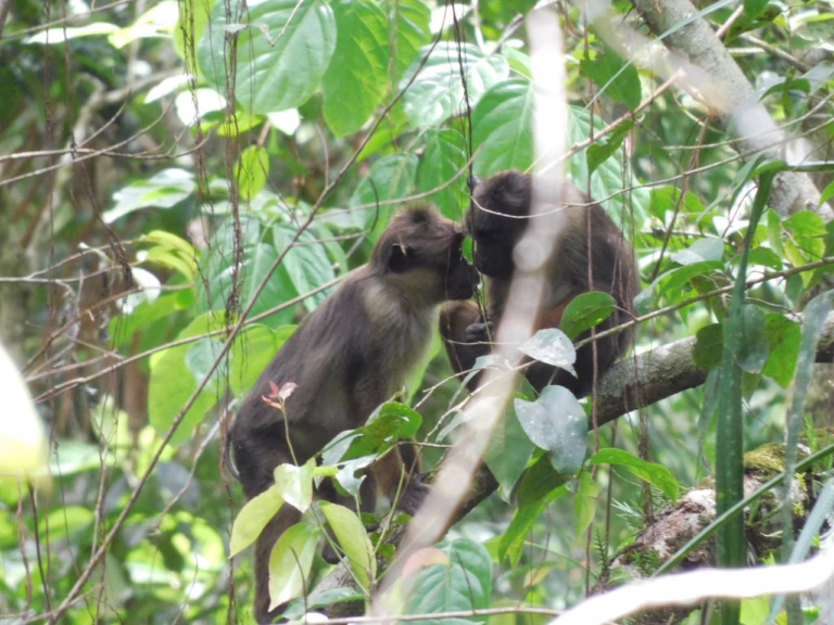 Dua ekor Siteut (Macaca pagensis) primata endemi Mentawai di hutan Pulau Sipora Kepulauan Mentawai (foto Mateus Sakaliau).