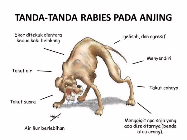 Bali bebas rabies https://buleleng.bulelengkab.go.id/informasi/detail/artikel/72_bahaya-penyakit-rabies