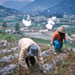 Para petani sedang mengurus ladang mereka saat uap mengepul dari pembangkit listrik tenaga panas bumi di Dieng, Jawa Tengah (Gambar: Beawiharta / Associated Press / Alamy)