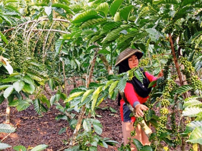 perempuan petani kopi tangguh iklim