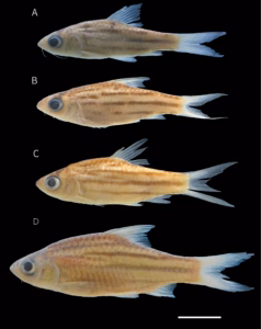 Temuan ikan endemik baru Sungai Mahakam dan ekosistem yang tak stabil