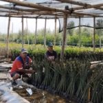 Bagi warga Tambakrejo, kehadiran mangrove bukan sekadar soal data karbon atau siklus neodimium. Ini adalah soal kedaulatan ruang hidup