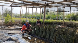 Mangrove lebih dari sekadar benteng hijau pesisir