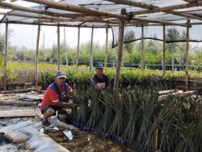 Bagi warga Tambakrejo, kehadiran mangrove bukan sekadar soal data karbon atau siklus neodimium. Ini adalah soal kedaulatan ruang hidup
