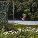 Kepakan sayap Elang Jawa dan era konservasi berbasis teknologi
