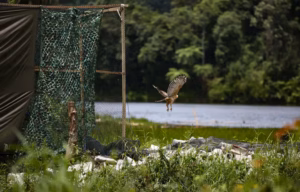 Kepakan sayap Elang Jawa dan era konservasi berbasis teknologi