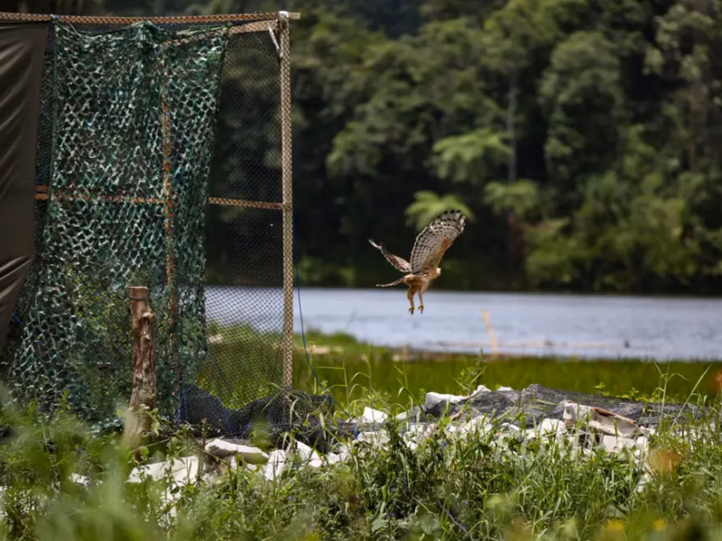 Kepakan sayap Elang Jawa dan era konservasi berbasis teknologi