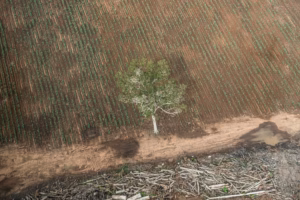 Papua bukan tanah kosong, PSN Tebu Merauke dianggap solusi palsu