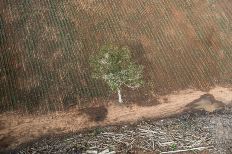 Greenpeace menilai PSN Tebu Merauke Papua Selatan menjadi proyek deforestasi terbesar di dunia saat ini