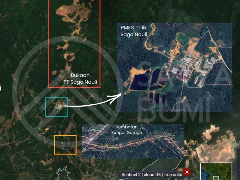 Rusaknya Batang Toru bukan hanya merugikan warga korban banjir, hutan ini satu-satunya rumah bagi orangutan Tapanuli.