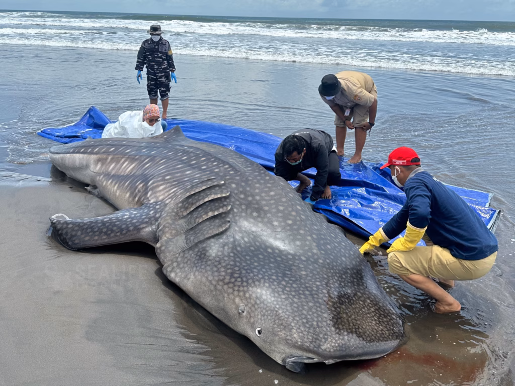 Lima tahun terakhir wilayah selatan Jawa menjadi pusat terdamparnya hiu paus, spesies ikan terbesar di dunia